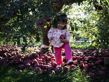 Lucy McNabb grabs an apple from the foot of a tree at the Mountain Apple Orchards in Mountain, Ontario on Sunday, October 12, 2014.