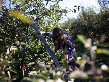 Marissa Guthrie descends a ladder after picking an apple at the Mountain Apple Orchards in Mountain, Ontario on Sunday, October 12, 2014.