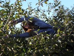 Melissa Jess reaches deep into a tree for an apple at the Mountain Apple Orchards in Mountain, Ontario on Sunday, October 12, 2014.