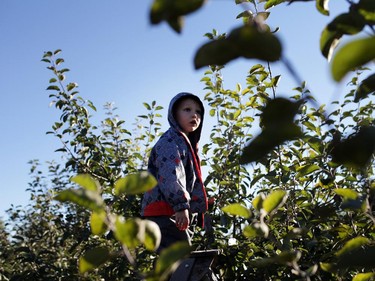 Oliver Wray looks out from a ladder perch for apples at the Mountain Apple Orchards in Mountain, Ontario on Sunday, October 12, 2014.