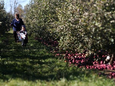 Oliver Wray runs ahead as he looks for apples at the Mountain Apple Orchards in Mountain, Ontario on Sunday, October 12, 2014.