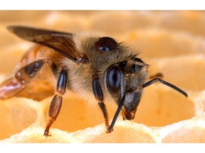 Ontario needs to do more to focus on the die-off of its bee populations, the province's environment commissioner says.