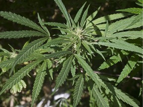 A cannabis plant is seen in a house of Montevideo on April 25, 2014.  In last December, Uruguay became the first country in the world to regulate the market of sales of cannabis and its derivatives in an plan considered a bold experiment by authorities frustrated with losing resources to fighting drug trafficking. The law authorizes the production, distribution and sale of cannabis, allows individuals aged 18 and older to grow their own on a small scale, and creates consumer clubs -- all under state supervision and control. Legalization of marijuana in the small country of just 3.2 million inhabitants has also drawn the interest of pharmaceutical companies around the world, who want to buy the drug for medical uses.