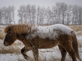 A snow covered horse grazes a pasture near Cremona, Alta., Sunday during the first heavy snow fall of the season.