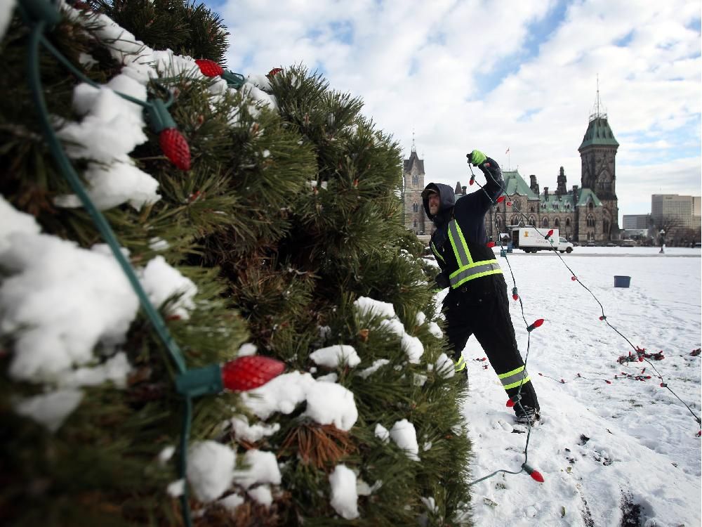 Reevely Will Nobody Think Of The Christmas Trees Ottawa Citizen