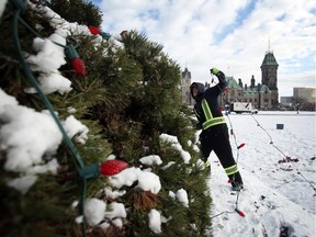 A worker flings christmas lights on tall trees on Parliament Hill in preparation for the 30th edition of Christmas Lights Across Canada.