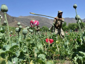 In this photograph taken on April 29, 2014 an Afghan security force member destroys an illegal poppy crop in the Noor Gal district of eastern Kunar province. Opium poppy cultivation in Afghanistan reached a record high in 2014, a United Nations report revealed November 12, 2014, highlighting the failure of the US-led campaign to crack down on the lucrative crop.
