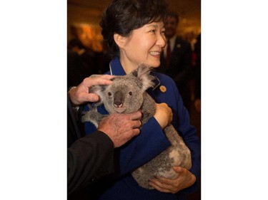 Republic of Korea's President Park Geun-hye holding Jimbelung the koala before the start of the first G20 meeting in Brisbane. Australia.