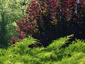 'Royal Purple' smoke bush shows off its dense display of rich foliage, especially when cut back to the ground each spring.