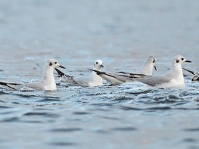 A flock of Bonaparte's Gulls rest on a lagoon near Embrun. This species is an uncommon fall migrant in the Ottawa-Gatineau district.