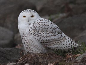 Snowy Owls appear to be on the move south again. After last winters major invasion there have been 15-20 owls reported so far this month in eastern Ontario.