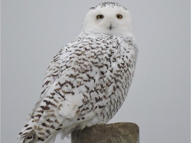 The southbound movement of Snowy Owls continues across eastern Ontario with more reports from various locations including Kinburn, Chesterville and Barrhaven.