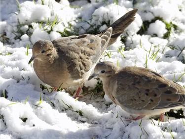 The Mourning Dove is the number one prey of Cooper's Hawk during the winter months.