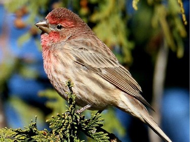 With the recent snow fall House Finches have been reported by a number of feeder watchers. This resident finch was first recorded in the Ottawa area in 1977 and breeding in 1983.