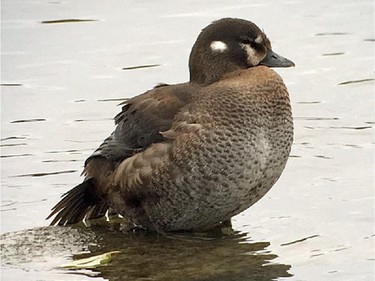 The female Harlequin Duck continues to attract many birders and photographers. It's still activity feeding along the Rideau River at Strathcona Park.