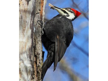 The Pileated Woodpecker is the largest woodpecker occurring in Canada. This species is almost crow size in flight. This individual has just picked a moth off the bark.