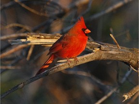 Northern Cardinal reports are on the increase at feeders.