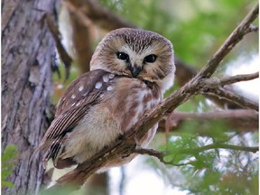 The Northern Saw-whet Owl is the smallest owl occurring in our area. Watch for this nocturnal species roosting during the daytime in local parks.