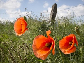 Teachers say it takes a gentle hand to teach young children about Canada at war while neither frightening them nor glossing over the hardship.