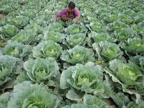 A Muslim girl works in a cabbage plantation field in the village of Bumay on the outskirts of Sittwe in the western Burma state of Rakhine on March 31, 2014. Tens of thousands of census-takers fanned out across Burma on March 30 to gather data for a rare snapshot of the former junta-ruled nation that is already stoking sectarian tensions. But Burma has announced that Muslims will be unable to register their ethnicity as "Rohingya" in a move aimed at mollifying angry Rakhine Buddhists who fear any official recognition for the stateless minority could herald a move towards political rights.
