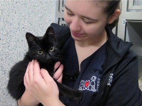 A Good Samaritan found this two-month-old kitten in a shed Sunday night suffering from severe hypothermia and rushed him for emergency care. The vet, who thought the kitten was dead, performed CPR in a final attempt to save the kitten. Now named Lucky, the kitten is recovering at the Ottawa Humane Society.