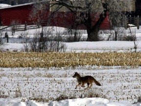 Coyotes are not uncommon on the outskirts of the city.