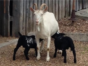 Two lambs found an adoptive mother in Bubbles the goat last spring at Stanley’s Olde Maple Lane Farm near Metcalfe.