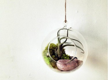 Toronto's Crown Flora studio will be at Idle Hands selling some of their living terrarium  orbs November 23.