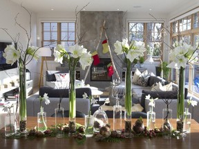 Airy groupings of amaryllis, paperwhites, chestnuts and pecans stand guard on the kitchen table. In the family room, a rustic tree-like placement of birch logs adorned with stockings frames the contemporary fireplace.