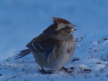 The American Tree Sparrow is our ìwinterî sparrow. Watch for this species at your bird feeder.