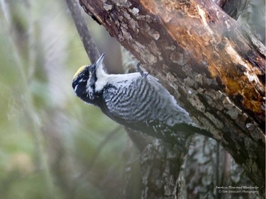 The American Three-toed Woodpecker is a scarce winter visitor to our region.