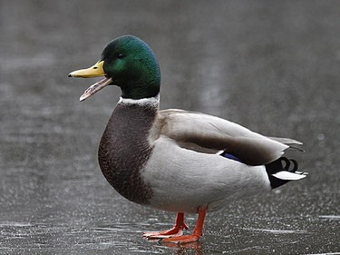 With most waterways freezing up many of the ducks and geese have continued south. Some Mallards over winter along the Rideau and Ottawa River.