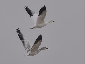 Chesterville area Photographer- Michele Baitley Large flocks of Snow Geese continue to be reported south of Ottawa between Winchester and Chesterville and east towards Cornwall.