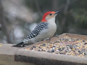 Watch for the Red-bellied Woodpecker at your feeder. This species has expanded into eastern Ontario over the past few decades.