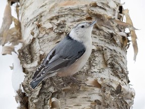 This White-breasted Nuthatch was seen near Hawkesbury. The White-breasted Nuthatch is a regular visitor to bird feeders and enjoys both suet and sunflower seeds.