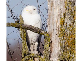 This Snowy Owl was photographed in the Ottawa area. We may be in the mist of another large movement of Snowy Owls.