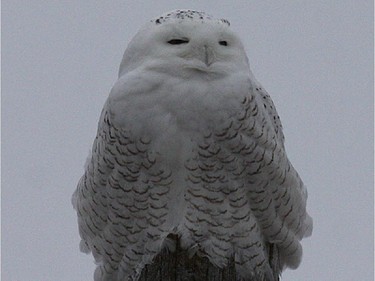 Snowy Owls continue to be reported from many locations in eastern Ontario.