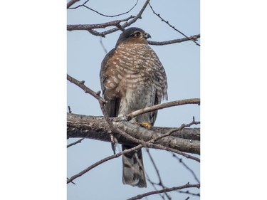 A few Sharp -shinned Hawks spend the winter months in the Ottawa-Gatineau district while most migrate further south.