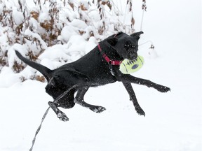 Breezy, who was rescued from a dumpster after she was nearly beaten to death, is doing much better these days and her new owners have discovered she's pretty good at football.