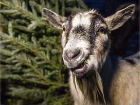 The goats at the Constance Creek Wildlife Refuge in Dunrobin, bored of eating hay at this time of year, get very excited when they see the Christmas trees arrive. They will eat a tree, including the bark and needles, right down to the trunk.