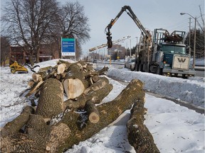 Work crews remove ash trees along Baseline Road in February 2014.