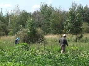 The Karen Farm is just under an acre of land west of Blackburn Hamlet. Members of the Karen community in Ottawa, with the help of volunteers, experts and various organizations, have turned that land into a productive farm.