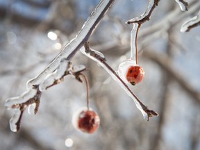 Crab apples are covered in ice as the region goes into the deep freeze after rain on Sunday. Assignment - 119452 Photo taken at 14:21 on January 5. (Wayne Cuddington/ Ottawa Citizen)