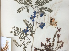 Catharine Parr Traill liked to preserve specimens in cheap albums, including this sample of larkspur, notable because the flowers have retained their colour. She sometimes placed moths and butterflies with them.