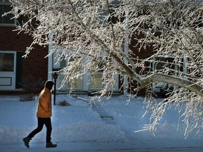 A crab apple tree in Craig Henry is covered in ice as the region goes into the deep freeze after rain on Sunday. Assignment - 119452 Photo taken at 14:21 on January 5. (Wayne Cuddington/ Ottawa Citizen)