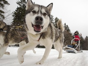 Dog sled teams from Nordik Adventures offer people rides during the Winter Celebration at Rideau Hall in Ottawa Saturday January 24, 2015.
