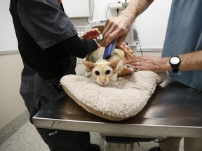 Fawkes remains nervously still during his appointment for microchip implanting at one of the Ottawa Humane Society's monthly Microchip Clinics on Sunday, Jan. 11, 2015.