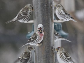 The Common Redpoll is on the increase in our region.