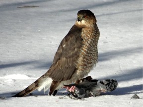 The Cooper's Hawk continues to frequent local feeders in search of prey. These hawks are known to take small to medium sized birds including Rock Pigeons, Mourning Doves and Blue jays. They also hunt small rodents.