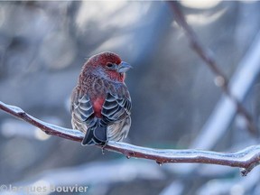 This House Finch was photographed at  St.Isidore. House Finch numbers were down in many of the local christmas bird counts this season.